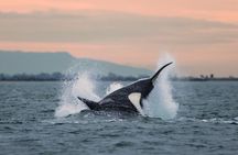Victoria Sunset Zodiac Boat Whale Watching Adventure