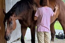 Just be with the Horses at Hapbe Valley Asheville