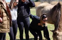 Just be with the Horses at Hapbe Valley Asheville