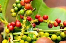 Spice Farm,Jozani forest,Kuza cave,Paje beach&The Rock Restrant