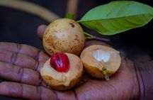 Spice Farm,Jozani forest,Kuza cave,Paje beach&The Rock Restrant