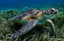 Vieques: Snorkeling Tour with Sea Turtles and Stingrays