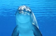VIP Dolphin House Boat Trip with Snorkeling & Lunch – Hurghada