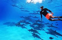 VIP Dolphin House Boat Trip with Snorkeling & Lunch – Hurghada