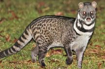Private Night Safari in Sigiriya: Spot Fishing Cats, Lorises