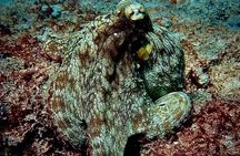 Vieques: Snorkeling Tour with Sea Turtles and Stingrays