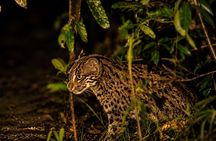 Private Night Safari in Sigiriya: Spot Fishing Cats, Lorises