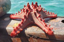Full Day Safari Blue Sea Adventure in Zanzibar