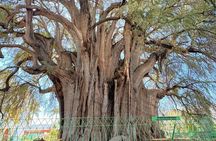 Mitla Teotitlan and Tule Private Tour
