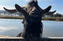Two Rivers Wildlife Park Tour