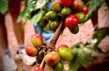 Materuni Waterfalls Hiking & Coffee Farms - Tuk Tuk Experiences