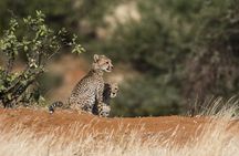 Ann van Dyk Cheetah Centre
