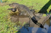 Airboat Ride in the Everglades National Park