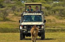 Fly-in Full Day Safari to Mikumi National Park from Zanzibar