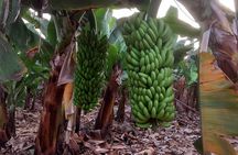 Canary Islands Wine and Banana Plantation Tour Tenerife