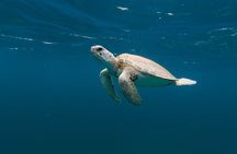 Tres Trapi Turtle Tour Aruba - Private + FREE Videos & Photos