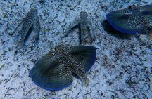 Tres Trapi Turtle Tour Aruba - Private + FREE Videos & Photos