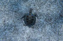 Tres Trapi Turtle Tour Aruba - Private + FREE Videos & Photos