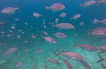 Tres Trapi Turtle Tour Aruba - Private + FREE Videos & Photos