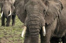 5-Day Big Five Safari: Tarangire, Serengeti, Ngorongoro & Manyara