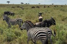 5-Day Big Five Safari: Tarangire, Serengeti, Ngorongoro & Manyara