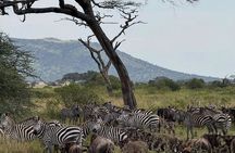 5-Day Big Five Safari: Tarangire, Serengeti, Ngorongoro & Manyara