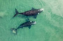 Guided Whale Watching and History Tour from Florianopolis