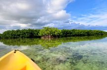 PRIVATE Guided Mangrove Eco-Tour Adventure