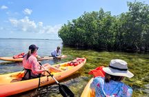 PRIVATE Guided Mangrove Eco-Tour Adventure