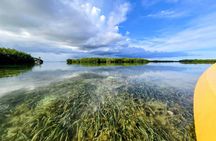 PRIVATE Guided Mangrove Eco-Tour Adventure