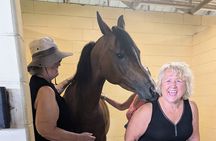 Ocala Horse Farm Insider Tour of Three Local Farms