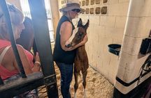 Ocala Horse Farm Insider Tour of Three Local Farms