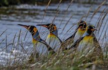 Full Day Tierra del Fuego and Rey Penguin Park
