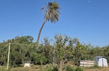 Naxos Herbal Garden Experience: Plant, Explore & Adopt Your Herb