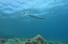 Playa Blanca Scuba Diving for Beginners with Free Videos