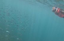 Playa Blanca Snorkeling Experience + free videos