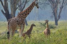 Nairobi National Park Shared or Private Safari
