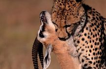 Nairobi National Park Shared or Private Safari