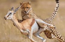 Nairobi National Park Shared or Private Safari
