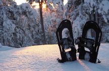 Secrets of Inari's Snowy Forest - Biologist-Led Snowshoe Walk