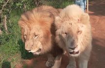 Walk With Lions Experience At Ukutula Game Reserve