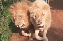 Walk With Lions Experience At Ukutula Game Reserve
