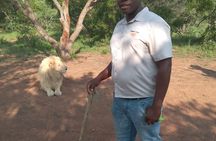 Walk With Lions Experience At Ukutula Game Reserve