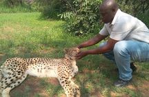 Walk With Lions Experience At Ukutula Game Reserve