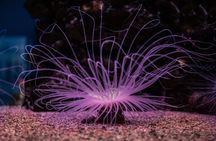 Dubai Aquarium and Underwater Zoo Admission Ticket with Options