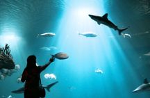 Dubai Aquarium and Underwater Zoo Admission Ticket with Options