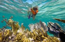 Puerto Morelos Reef Snorkeling with Private Transportation