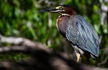 Tamarind Mangrove Tour and Wildlife Watching