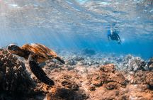 Snorkeling for Non-Swimmers with Photos Guided Tour Wailea Beach