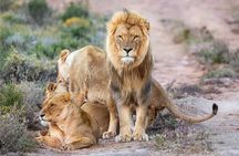 Aquila Big 5 Safari Day Tour